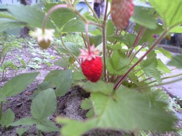 wildstolwberry01